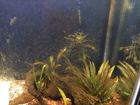 Different Types of Aquarium Algae - How to Identify, Treat & Prevent 5 Beta Tank, Aquarium Algae, Amano Shrimp, Brown Algae, Tank Plants, Blue Green Algae, Aquarium Setup, Fish Tank Plants, Red Algae