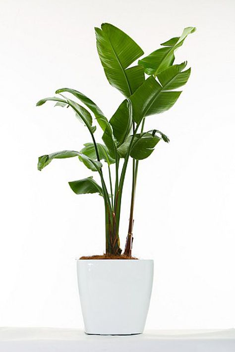 Banana Leaf Plant—The banana leaf plant makes a statement and offers a hint of the tropics without having to actually book a plane ticket. Interior Design Living Room Warm, Interior Design Living Room Modern, Banana Palm, Plant Catalogs, Ficus Elastica, Instagram Feeds, Bedroom Plants, Interior Plants, House Plants Indoor