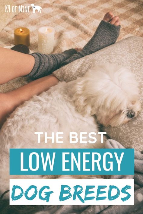 8 Best Low-Energy Dog Breeds For Low Key Humans! Find a breed that matches your energy level - there are plenty of couch potato dogs here! Dog Crate Ideas, Low Energy Dogs, Lazy Dog Breeds, Boarding Kennels, Family Dogs Breeds, Potato Dog, Dog Breeds List, Dog Advice, Crate Ideas