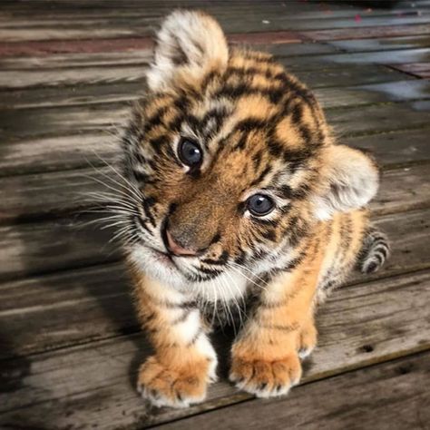 The Baby Animals on Instagram: “Baby tiger 🐯💕” Tiger Cubs, Cutee Animals, Cute Animals Puppies, Baby Tiger, Baby Animals Pictures, Tiger Cub, Super Cute Animals, Cute Animals Images