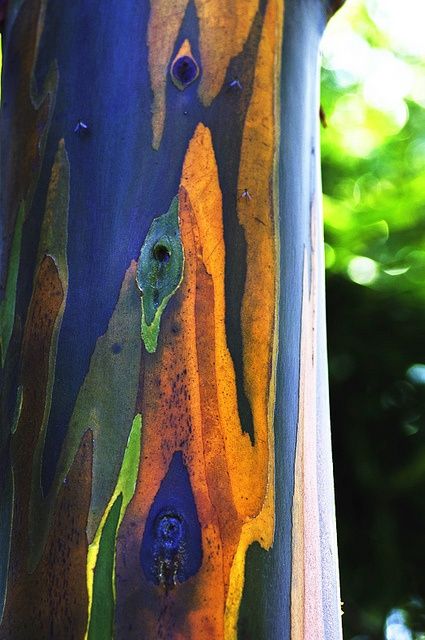 Rainbow Eucalyptus Tree, Rainbow Eucalyptus, Weird Trees, Rainbow Tree, Eucalyptus Tree, Tree Trunks, Art Texture, Unique Trees, Tree Bark