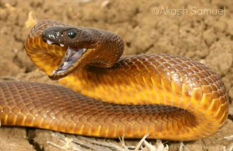 Oxyuranus microlepidotus - Inland Taipan / Fierce Snake Inland Taipan Snake, Taipan Snake, Australian Reptiles, Inland Taipan, House Logos, Aussie Animals, Danger Noodles, Snake Photos, Bernard Arnault