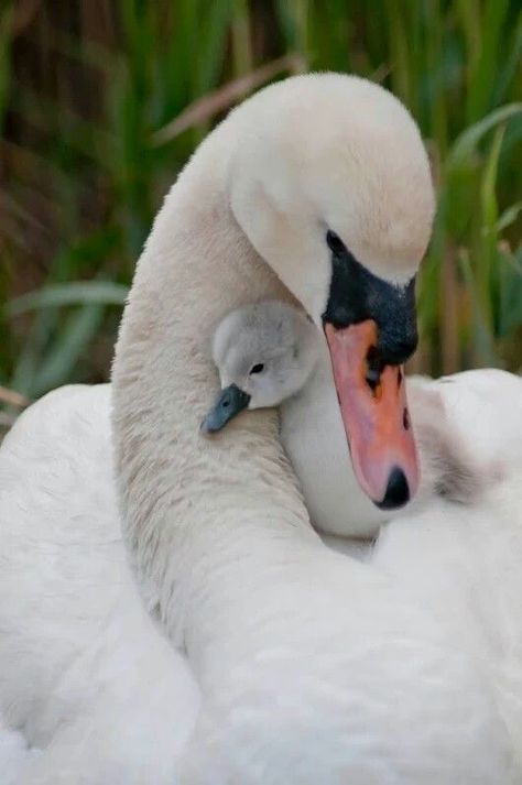 Swan Pictures, Baby Swan, Swans Art, Mother Love, Super Cute Animals, Cute Birds, Sweet Animals, Rodents, Swans