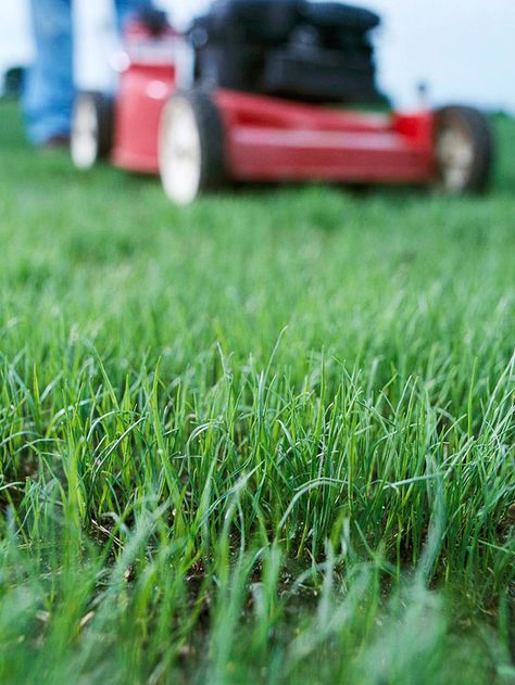 Don't Cut Your Lawn Too Short Diy Fertilizer, Organic Lawn Care, Diy Lawn, Lawn Care Tips, Lawn Sprinklers, Healthy Lawn, Lawn Maintenance, Lawn And Landscape, Front Lawn