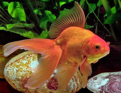 Fancy Red Fantail Goldfish for sale at azgardens.com since 1987. America's Premier Tropical Fish Wholesaler! Burung Kakatua, Common Goldfish, Fantail Goldfish, Goldfish Aquarium, Fish Tank Themes, Goldfish Tank, Aquatic Garden, Outdoor Ponds, Freshwater Aquarium Fish