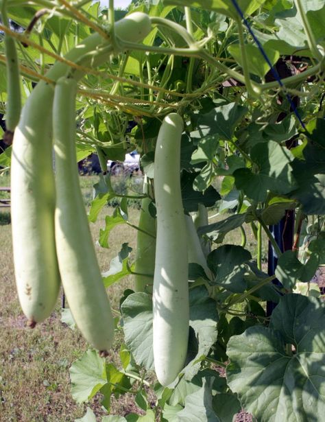 Cucuzza are vine-grown squash. They are sold at some Italian specialty stores or at Met Foods in fall. Cucuzza hang from vines tied to a trellis. They can grow six feet long or more. Substitute the squash in recipes using zucchini. (Staten Island Advance/Pamela Silvestri) Cucuzza Squash Recipe, Cucuzza Squash, Italian Squash, Recipe Using Zucchini, Kale Vegetable, Recipe Kale, Recipe Zucchini, Vegetable Recipe, Sunday Sauce