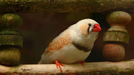 Pet Finch, Diy Hiding Places, Finch Cage, Zebra Finches, Zebra Finch, Finches Bird, Pet Ideas, St Anne, Finches