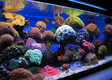 40 Gallon Breeder LPS and Soft Corals Coral Reef Tank, Reef Aquascaping, Nano Reef Tank, Fish Tank Themes, Sea Aquarium, Coral Reef Aquarium, Aquarium Maintenance, Saltwater Fish Tanks, Marine Tank