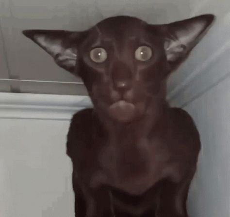 Cursed Cat GIF – Cursed Cat Black Cat – discover and share GIFs Cat Reaction Pictures, Goofy Ahh Cats, Cursed Animals, Cursed Cat, Cat Reaction, Cursed Cats, Goofy Cats, Funny Looking Cats, Stickers Whatsapp