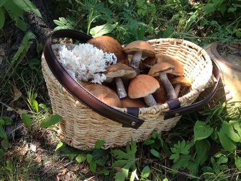 Mushroom Picking Aesthetic, Mushrooms In Nature, Goblin Creature, Yellow Jacket Aesthetic, Fun In Nature, Bright Cottage, Pretty Farm, Witch Autumn, Farm Fruit