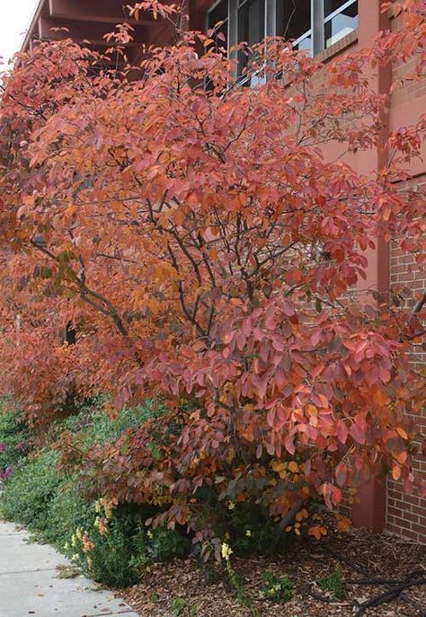 8 Must-Have Native Shrubs and Trees for Midwestern Fall Color | Epic Gardening Autumn Brilliance Serviceberry Tree, Serviceberry Shrub, Serviceberry Tree, Privacy Planting, Landscaping 101, Tiny Courtyard, Epic Gardening, Hobby Farming, Plant Landscape