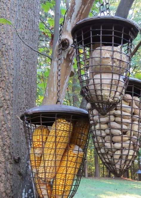 Squirrel Feeding Station, Peanut Bird Feeder, Squirrel Feeder Diy, Bird Suet, Best Bird Feeders, Backyard Birds Feeders, Backyard Birds Sanctuary, Weird Birds, Bird Feeder Craft