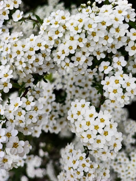 Inflorescences are numerous, hemispherical, located along the entire length of the shoots White Flowers, Flowers, White