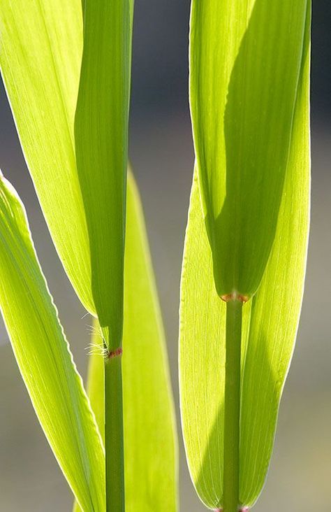 #riveroats #grass #backlit #pattern #grasses #native #woods #nature #naturephotography #ArtForHealing #HealthcareDesign #fineartphotography #evidencedbasedart #wallart #healingart #artwork #interiordesign #artinhospitals #photography #art #hdfa #henrydomke #pgt  #chasmanthium Chasmanthium Latifolium, Healthcare Art, Native Grasses, Grasses, Art Blog, Find It, All Seasons, Nature Art, Light Box