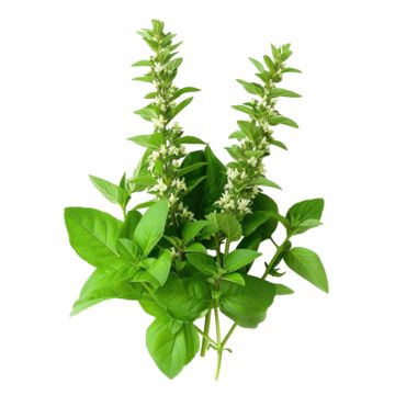 fresh,plant,background,spa,nature,basil,natural,holy,green,cooking,isolated,closeup,flower,flora,aroma,wild,purple,tulsi,remedy,medicine,krishna,health,cuisine,alternative,asia,herbal Basil Flower, Tulsi Plant, Plant Background, Holy Basil, Basil, Clip Art, Green, Flowers, Plants