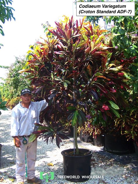 Codiaeum variegatum (Croton) Garden Croton, Crotons Plants, Croton Petra, Codiaeum Variegatum, Grow Garden, Plant Structure, Tropical Garden Design, Potted Plants Outdoor, Some Beautiful Pictures