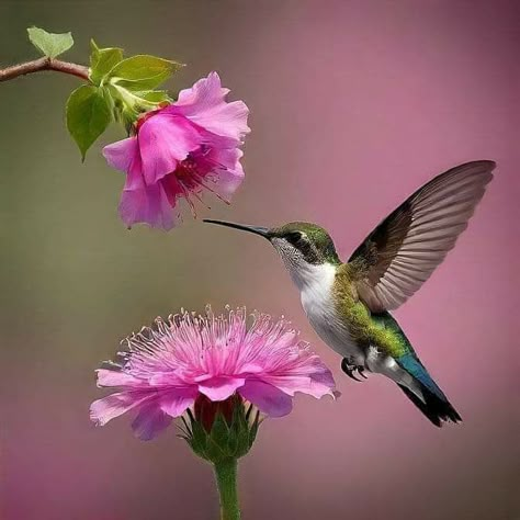 Pictures Of Hummingbirds With Flowers, Hummingbird Photography Amazing Photos, Humming Bird With Flower, Hummingbird And Flower Tattoo, Hummingbird Aesthetic, Hummingbird Artwork, Hummingbirds Photography, Hummingbird Photos, Bird Paintings On Canvas