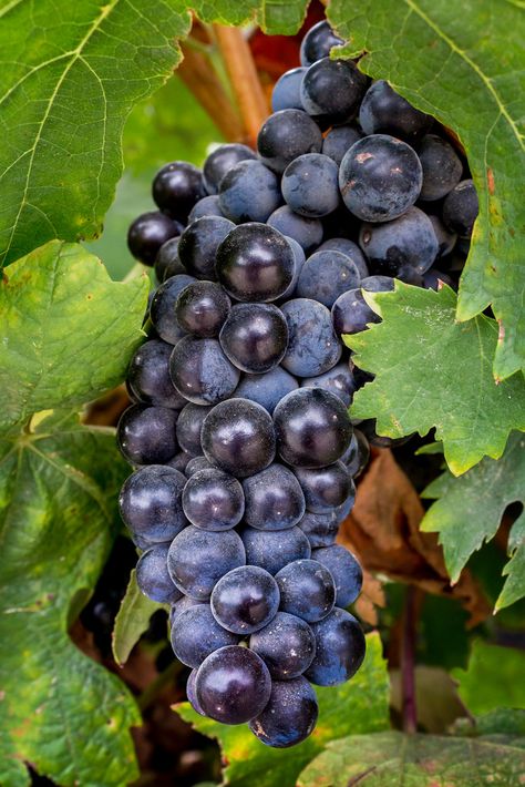 ~~Wine Grapes, Pinot Noir by Rod Heywood~~ Wine Party Food, Pinot Noir Grapes, Pinot Noir Wine, Wine Grapes, Bunch Of Grapes, Fruit Picture, Cheese Party, Fruit Photography, Beautiful Fruits