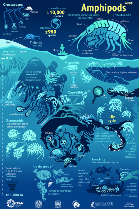 Oceanography Notes, Science Infographic Design, Aquarium Infographic, Marine Biology Wallpaper, Marine Biology Poster, Marine Biology Notes, Aesthetic Infographic, Ocean Facts, Biology Poster