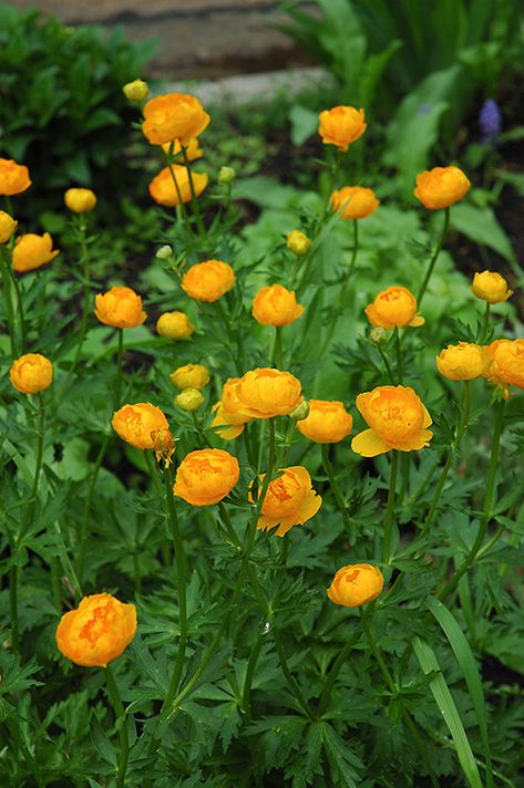 Orange Globe Globeflower (Trollius x cultorum 'Orange Globe') at The Green Spot Home & Garden Denver Garden, Globe Flower, Summer Gardens, Future Garden, Garden Pictures, Nursery Gift, Herbaceous Perennials, Drought Tolerant Plants, Low Maintenance Plants