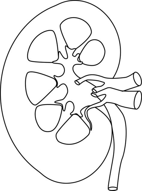 Kidney vector illustration Kidney Embroidery, Kidney Sketch, Kidney Anatomy Drawing, Kidney Tattoo Design, Kidney Drawing, Kidney Diagram, Kidney Illustration, Mood Improvement, Herbal Benefits