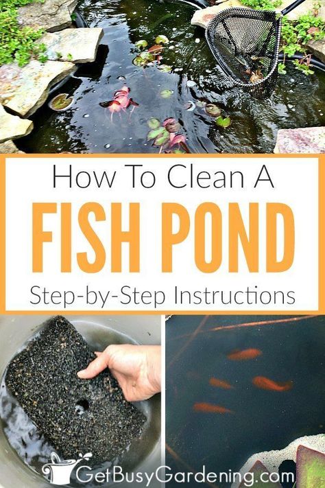 Outdoor Fish Ponds, Fish Ponds Backyard, Fish Pond Gardens, Pond Cleaning, Goldfish Pond, Pond Maintenance, Outdoor Ponds, Cleaning Fish, Pond Landscaping