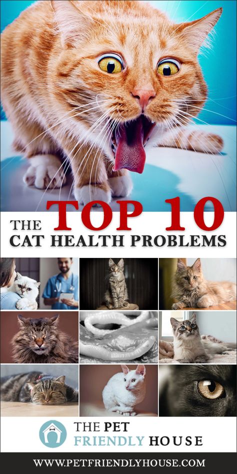 Cat Friendly Otc Medications, Cats Health, Cat Friendly Over The Counter Medicine, Cat Skin Problems, Cat Health Remedies, Cat Remedies, Senior Cat Care, Cat Diseases, Cat Behavior Problems