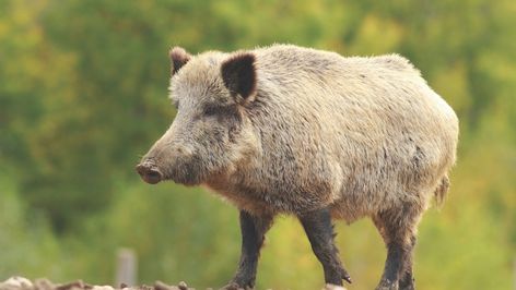 Feral Pigs, a Great Gateway for Young Hunters | Grand View Outdoors Feral Pig, Crop Field, Wild Hog, Weird News, Amazon Prime Day, Small Town, Pigs, Small Towns, Arkansas