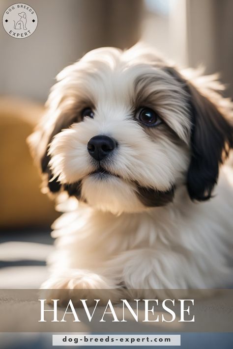 Havanese: The Charming Teacup Dog That Will Brighten Your Day! Havanese Dogs Full Grown, Havanese Full Grown, Bichon Havanese, Low Shedding Dogs, Miniature Dog Breeds, Teacup Dog, Havanese Dog, Apartment Dogs, Miniature Dog