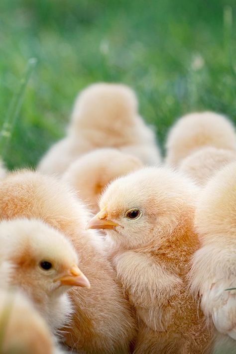 10 things every chicken owner should know about Marek's disease - thisNZlife Lavender Orpington Chickens, Raising Baby Chicks, Baby Chicks Raising, Chicken Mama, Raising Chicks, Day Old Chicks, Chicken Owner, Hatching Chicks, Sick Baby