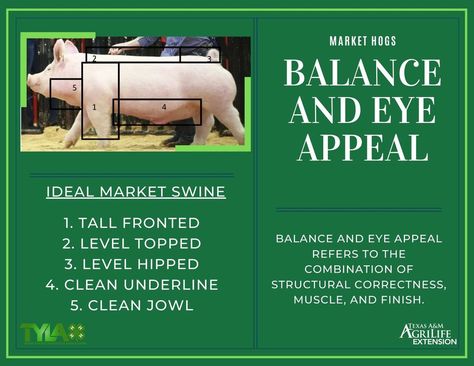 Easy Ag Mechanics Projects, Livestock Judging Tips, Showing Pigs 4-h, Show Pigs Tips, 4h Pigs, 4h Livestock, Showing Pigs, Show Pigs, Farm Pigs