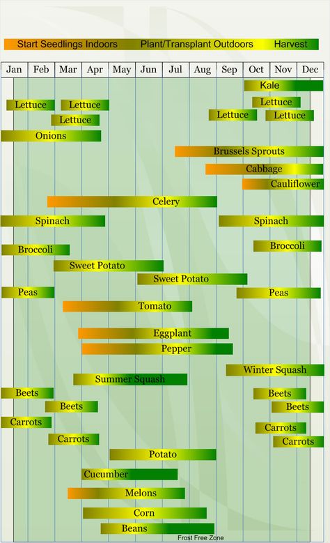 Vegetable  planting calander describing approximate dates to start vegetable  plants indoors and outdoors relative to specific USDA Plant Hardiness  Zones. Adu Layout, Vegetable Planting Calendar, Seedlings Indoors, Indoor Vegetables, Planting Calendar, Florida Gardening, Gardening Zones, Starting Seeds Indoors, Indoor Vegetable Gardening