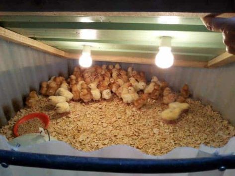 Surprisingly Simple Expandable DIY Chicken Brooder Diy Chicken Brooder, Chicken Brooder Box, Chicken Tunnel, Chicken Tunnels, Brooder Box, Chicken Brooder, Cute Chicken Coops, Small Chicken Coops, Poultry Farming