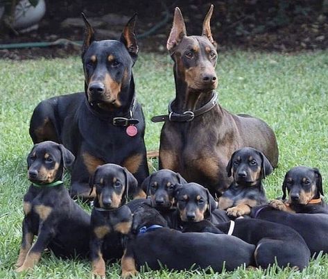 Doberman Pinscher Puppy, Doberman Love, Scary Dogs, Doberman Pinscher Dog, Doberman Dogs, Dog Help, Guard Dogs, Doberman Pinscher, Doberman