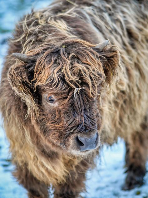 Highland Cow Calf, #Highland, #Calf, #Cow Pixabay Animals, Calf Animal, Calf Cow, Highland Calf, Cow Photos, Cow Calf, Highland Cow, Free Pictures, Free Photo