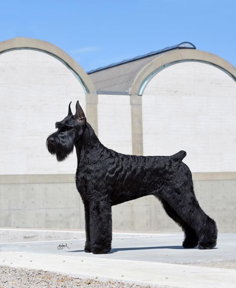 Black Giant Schnauzer, Giant Schnauzer Grooming Styles, I Live For The Applause, Black Schnauzer, Schnauzer Grooming, Spoiled Dogs, Grooming Style, Giant Schnauzer, Hypoallergenic Dogs