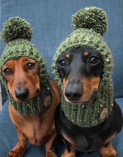 Cosy dachshund snoods Crochet Dog Ideas, Crochet Dog Hats Free Pattern, Dog Beanie Pattern, Dachshund Dog Sweaters, Dog Sweater Crochet, Crochet Dachshund, Crochet Dog Hat, Knitting Patterns Free Dog, Crochet Dog Clothes