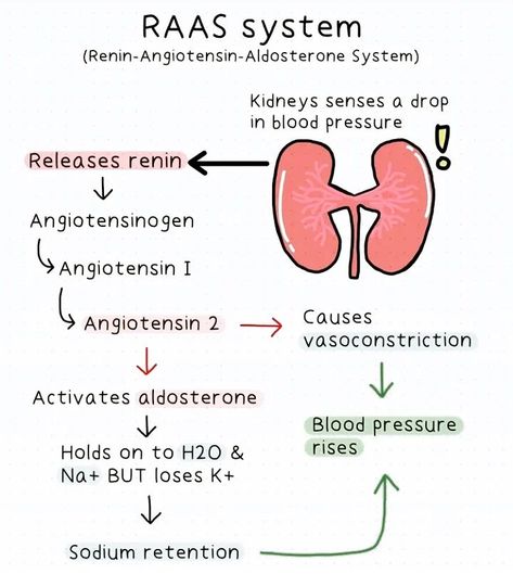 @preppgmcq shared a photo on Instagram • Feb 16, 2022 at 5:11am UTC Raas System, Paramedic School, Nursing School Motivation, Basic Anatomy And Physiology, Nurse Study Notes, Nursing Student Tips, Medical Student Study, Pharmacology Nursing, Nursing School Survival