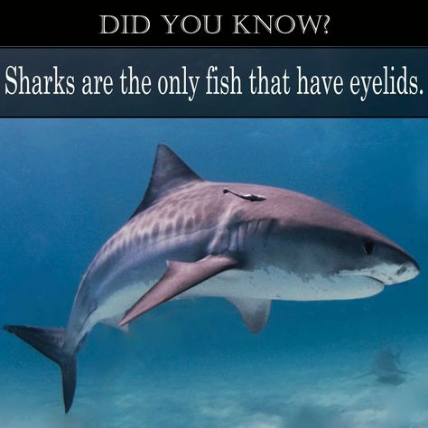 Did you know? Sharks are the only fish that have eyelids. #coastalfishing #fishing #fishinglife #coastallife #facts Tiger Facts, Types Of Sharks, Creature Marine, Shark Facts, Shark Pictures, Species Of Sharks, Tiger Shark, Shark Fishing, Shark Bites