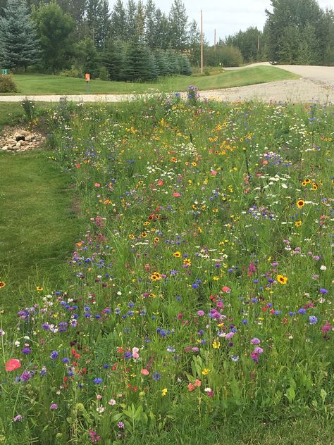 Wildflower Grass Garden, Wildflowers Around House, Clover Wildflower Lawn, Flower Lawn Ideas, Wild Flowers Yard, Wild Flowers Backyard, Wildflower Meadow Front Yard, Wildflower Driveway, Front Lawn Wild Flowers