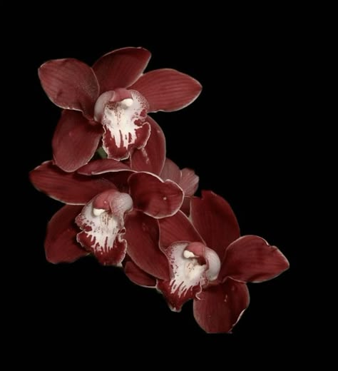 Moody Flower Photography, Sade Aesthetic Pictures, Red Flowers Aesthetic, Flowers With Black Background, Dark Red Flowers, Red Orchid, Flowers Black Background, Red Orchids, Flower Icons