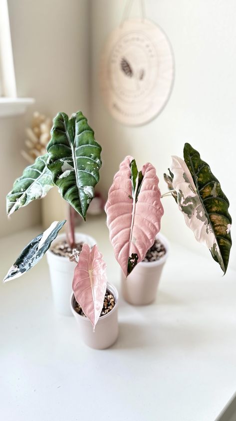 Winnie ❤︎ | Wondering how long these pink leaves will last. Any guesses? 📸 Var. Alocasia Pink Chantrieri 🪴 Aroid mix & self watering tall pot… | Instagram Alocasia Chantrieri, Pink Houseplants, Lil Shop Of Horrors, Indoor Plants Names, Pink Plants, Dream Plants, Alocasia Plant, Plant Goals, Inside Plants