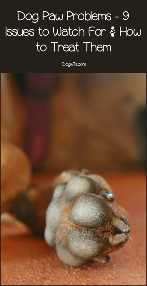 Dog paw problems are something to be vigilant about with our pooches. These 9 common dog paw problems should be on every owner's radar. Dog Paw Care, Pet Quotes, Paw Care, Dog Fun, Dog Health Tips, Dog Health Care, Dog Facts, Dog Info, Dog Help