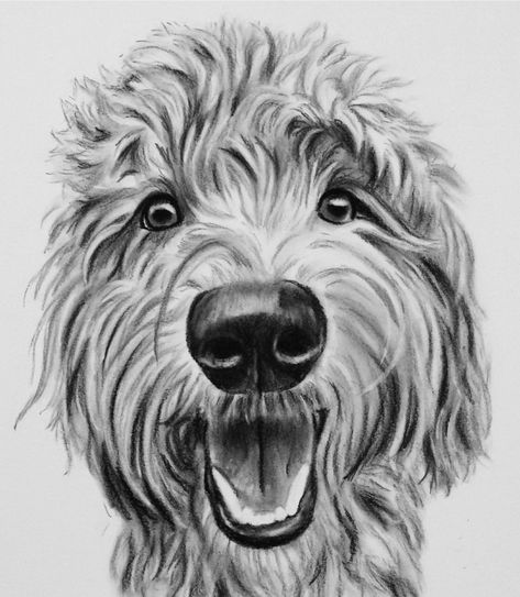 Labradoodle Drawing, Goldendoodle Art, Pet Sketch, Portrait Charcoal, Labradoodle Goldendoodle, Dog Line Art, Pet Drawing, Dog Drawings, Drawing Doodles