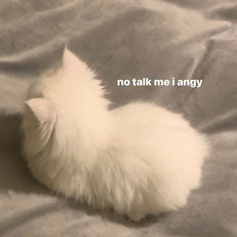 No Talk Me I Angy Cats Mood Pics, Angry Kitten, Angry Meme, Womp Womp, Im Lonely, Cat Talk, Cute Kitten, Animal Pics, Kitty Kitty