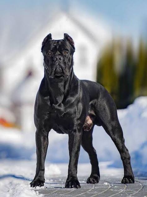 Italian Mastiff Puppies, Cane Corso Dog Breed, Cane Corso Italian Mastiff, Pet Anime, Cane Corsos, Cane Corso Puppies, Big Dog Breeds, Cane Corso Dog, Corso Dog