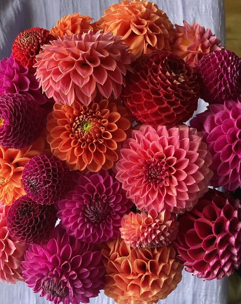 Pompom Dahlias, Red Dahlia Bouquet, Burgundy Dahlia, Dahlia Bouquet, Iphone Lockscreen Wallpaper, Dahlia Flower, Flower Beds, Dahlia, Color Combos