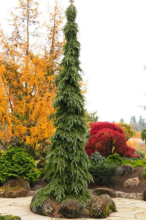 Lateral Pelvic Tilt, Evergreen Landscape, Conifers Garden, White Spruce, Landscaping Trees, Evergreen Garden, Pelvic Tilt, Front Landscaping, Bad Posture