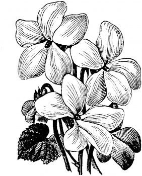 Violet drawing Wood Violet Drawing, Violets Drawing Flower, Wood Violet Tattoo, Violet Flower Drawing Tattoo, Violet Tattoo Black And White, Violet Sketch, Violet Drawing, Jasmine Drawing, Violet Flower Tattoos