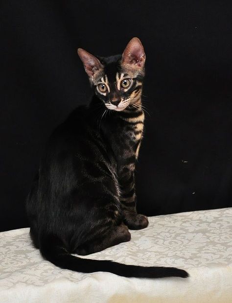 Black And Brown Cat, Black Bengal Cat, Charcoal Bengal, Lou Dog, Bengal Cat Breeders, Bengal Cat Kitten, Cat Beautiful, Söt Katt, Bengal Cats